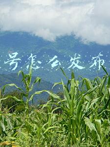 公众号怎么发布文章