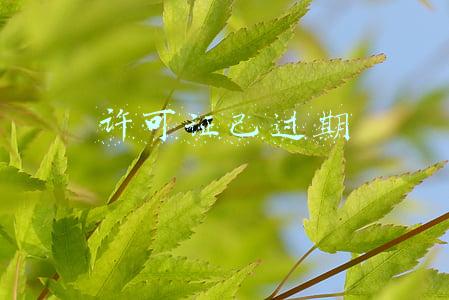 许可证已过期
