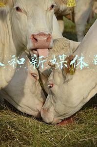 自媒体和新媒体的区别是什么(自媒体概念)