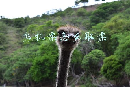 飞机票怎么取票