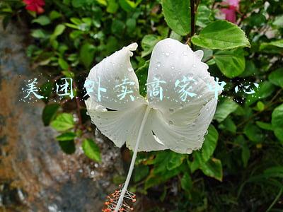 美团外卖商家中心最新版下载(上海商务委回应“买菜困扰”：积极协调保供企业拓宽采购渠道)