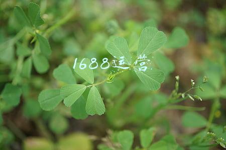 1688运营