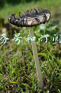服务号和订阅号