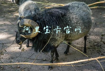 阿里宝卡官网