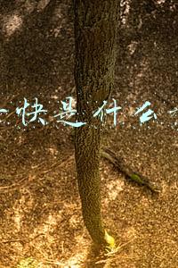 短平快是什么意思