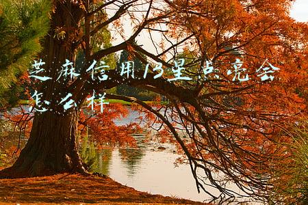 芝麻信用13星点亮会怎么样