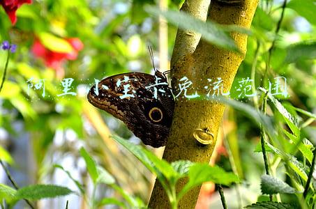阿里小宝卡免流范围