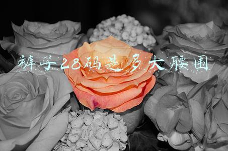 裤子28码是多大腰围