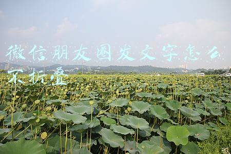 微信朋友圈发文字怎么不折叠