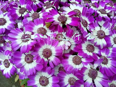 三八节送什么