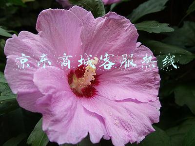 京东商城客服热线