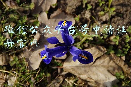 微信公众平台号申请注册官网