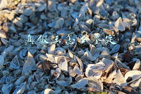 真假玉怎么鉴定