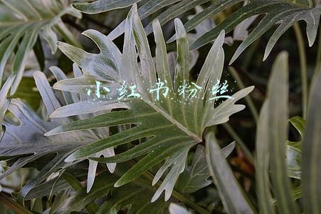 小红书粉丝