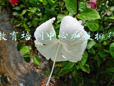 教育培训中心加盟排行