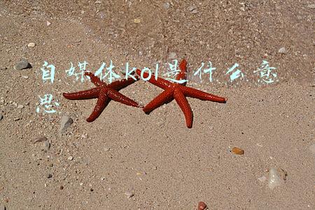 自媒体koc和kol的区别(品牌出海迈入网红营销 KOC比KOL更好用吗？)