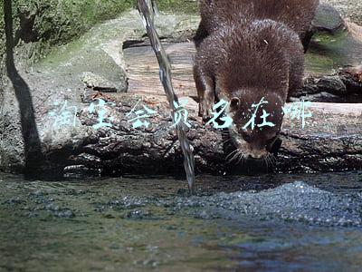 淘宝会员名在哪