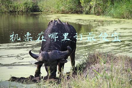 机票在哪里订最便宜