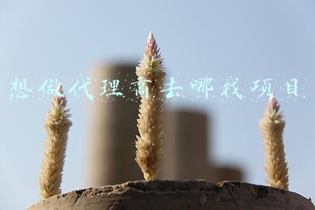 想做代理商去哪找项目代理药品(多瑞医药拿下头部局部麻药全国独家代理：丰富产品结构 创造新利润增长点)