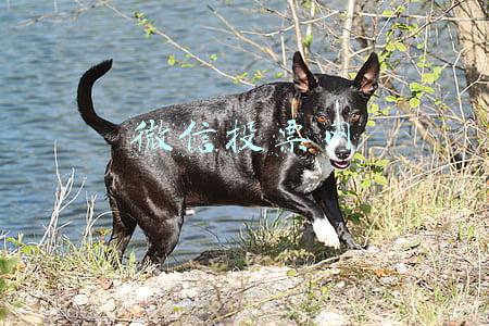 微信投票网
