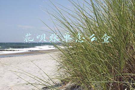 花呗账单怎么查