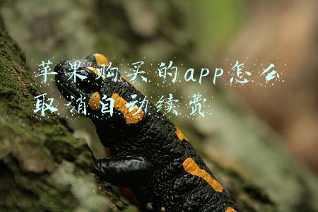 苹果购买的app怎么取消自动续费
