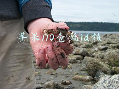 苹果110查询id锁