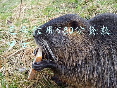 芝麻信用580分贷款口子