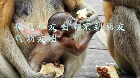 微信朋友圈看不到朋友的朋友圈是怎么回事(苹果手机微信看不到朋友圈了怎么办)
