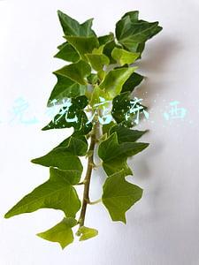 三亚免税店东西真假