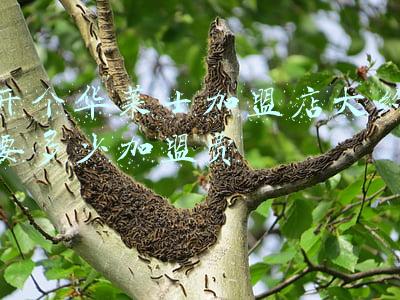 2020年华莱士投资费用大概需要多少?:开一家华莱士加盟店要多少钱