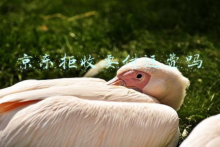 京东拒收要付运费吗