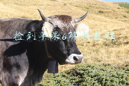 捡到苹果6解锁教程