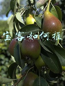 淘宝客如何推广