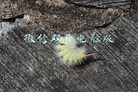 微信双开电脑版