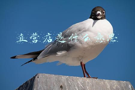 直营店是什么意思