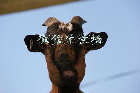 微信背景墙