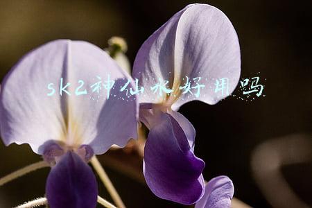 sk2神仙水好用吗