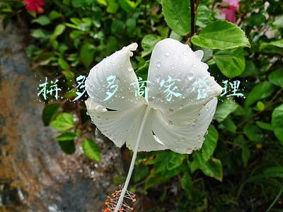 拼多多商家管理平台登录(拼多多商家须知全面基础知识（少花几万块）)