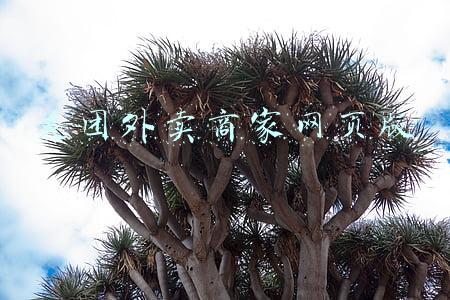 美团外卖商家网页版