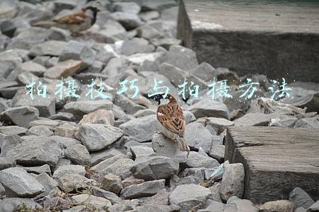 拍摄技巧与拍摄方法