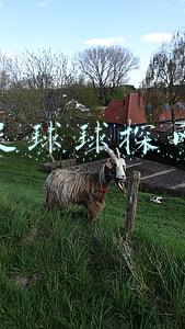 足球球探网
