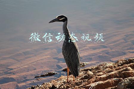 微信动态视频