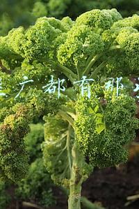 网络推广都有那些平台