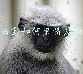 淘宝如何申请店铺