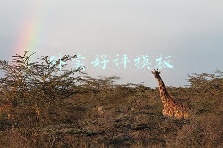 外卖好评模板