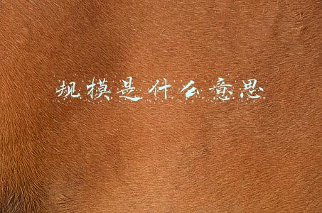 规模是什么意思