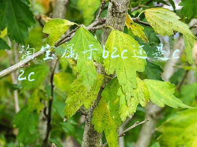 淘宝属于b2c还是c2c