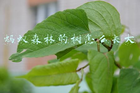 蚂蚁森林的树怎么长大