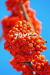 govee